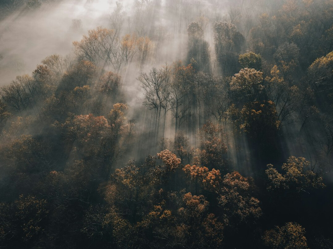 Foggy forest at dawn with mist between the trees